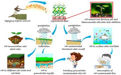 The potential contribution of microplastic pollution by organic fertilizers in agricultural soils of Bangladesh: quantification, characterization, and risk appraisals